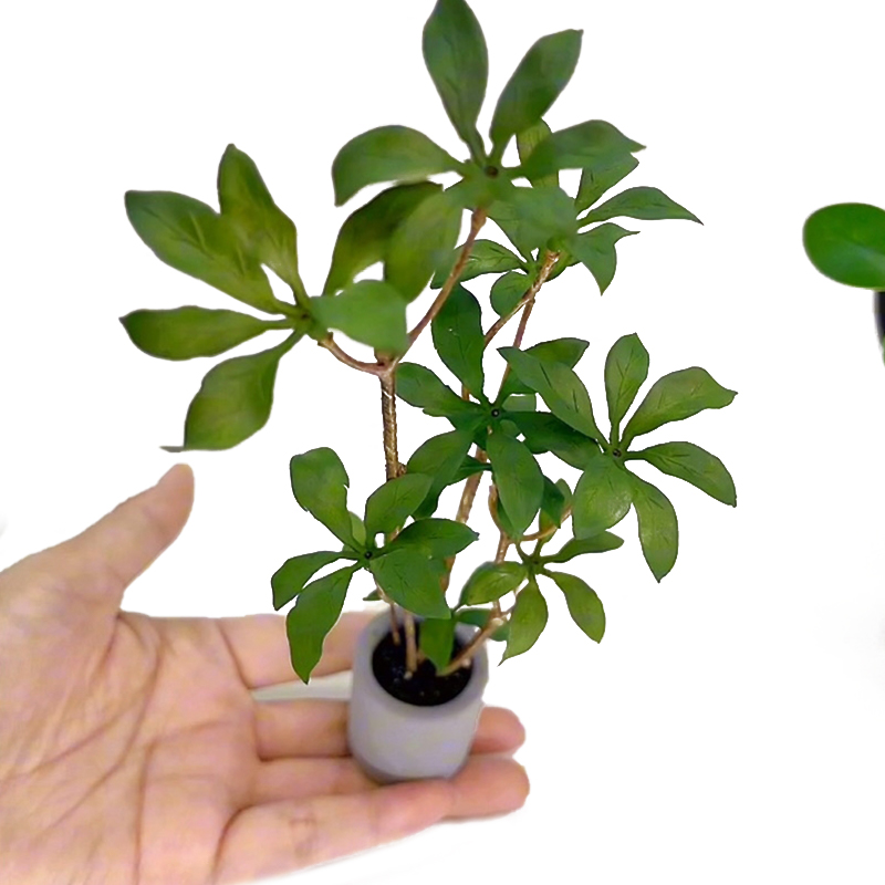 Bonsai Garden House - Plantes miniatures en pot pour bonsaï,