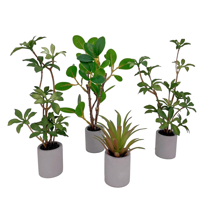 Bonsai Garden House - Plante l'inventaire en pot pour maison