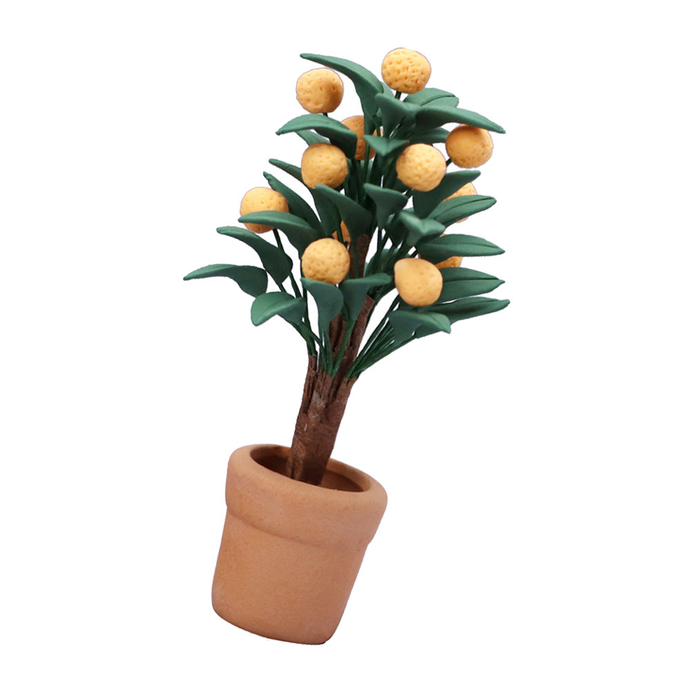 Miniature d'arbre de Kumquat e - Bonsai Garden House avis et prix