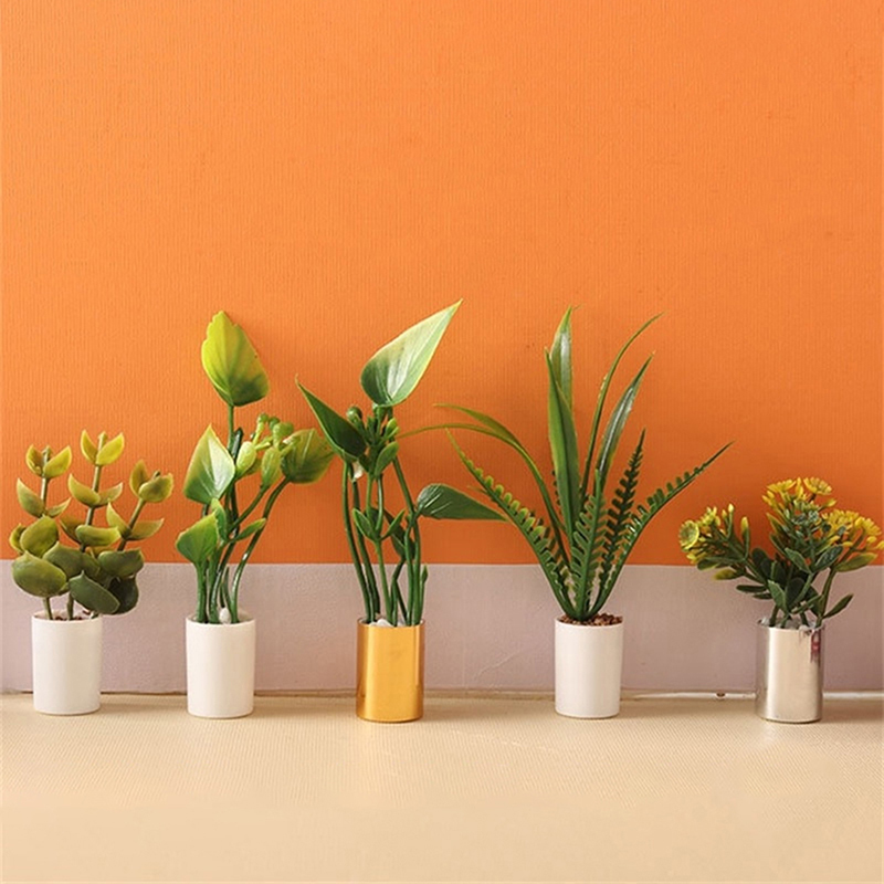 Plante Miniature en Pot pour m - Bonsai Garden House avis et prix
