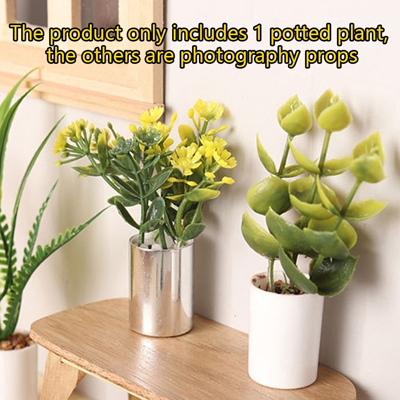 Plante Miniature en Pot pour m - Bonsai Garden House avis et prix